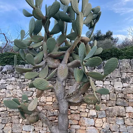 Uliveus - Rossa Villa