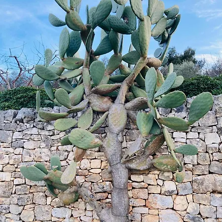 Villa Uliveus - Rossa